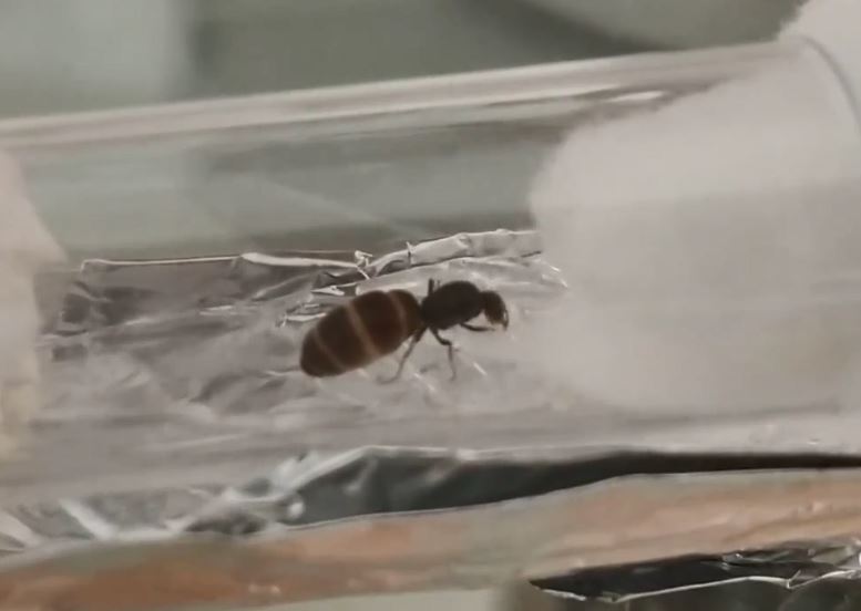 Queen ant #2 - lasius niger