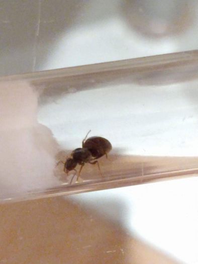 Queen ant #1 - lasius niger