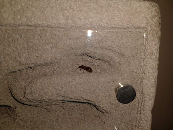 Queen Ant #3 - lasius niger