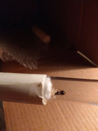 Queen#1 - lasius niger with brood