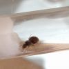 Queen ant #1 - lasius niger