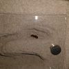 Queen Ant #3 - lasius niger