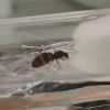 Queen ant #2 - lasius niger
