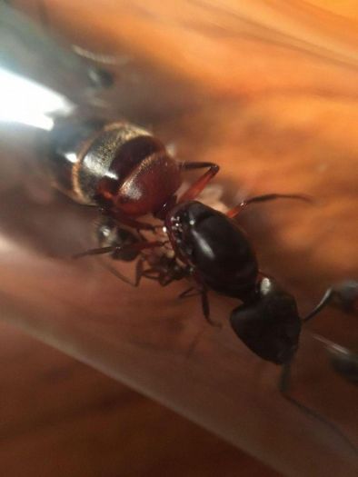 Camponotus 1