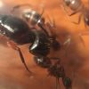 Camponotus 4