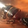 Camponotus 2