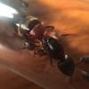 Camponotus 1