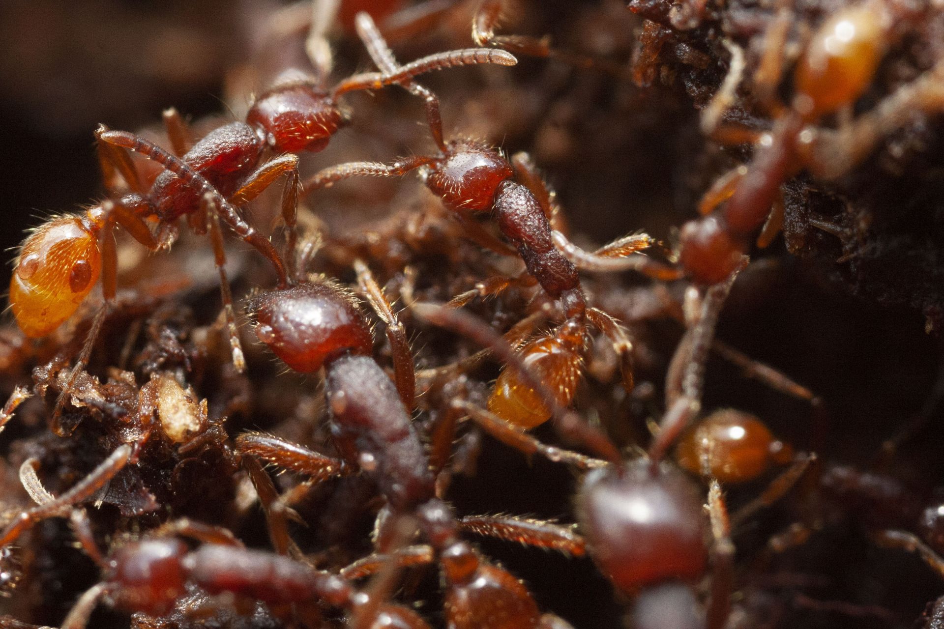 Ectoparasitic Mites on Neiv. opal.