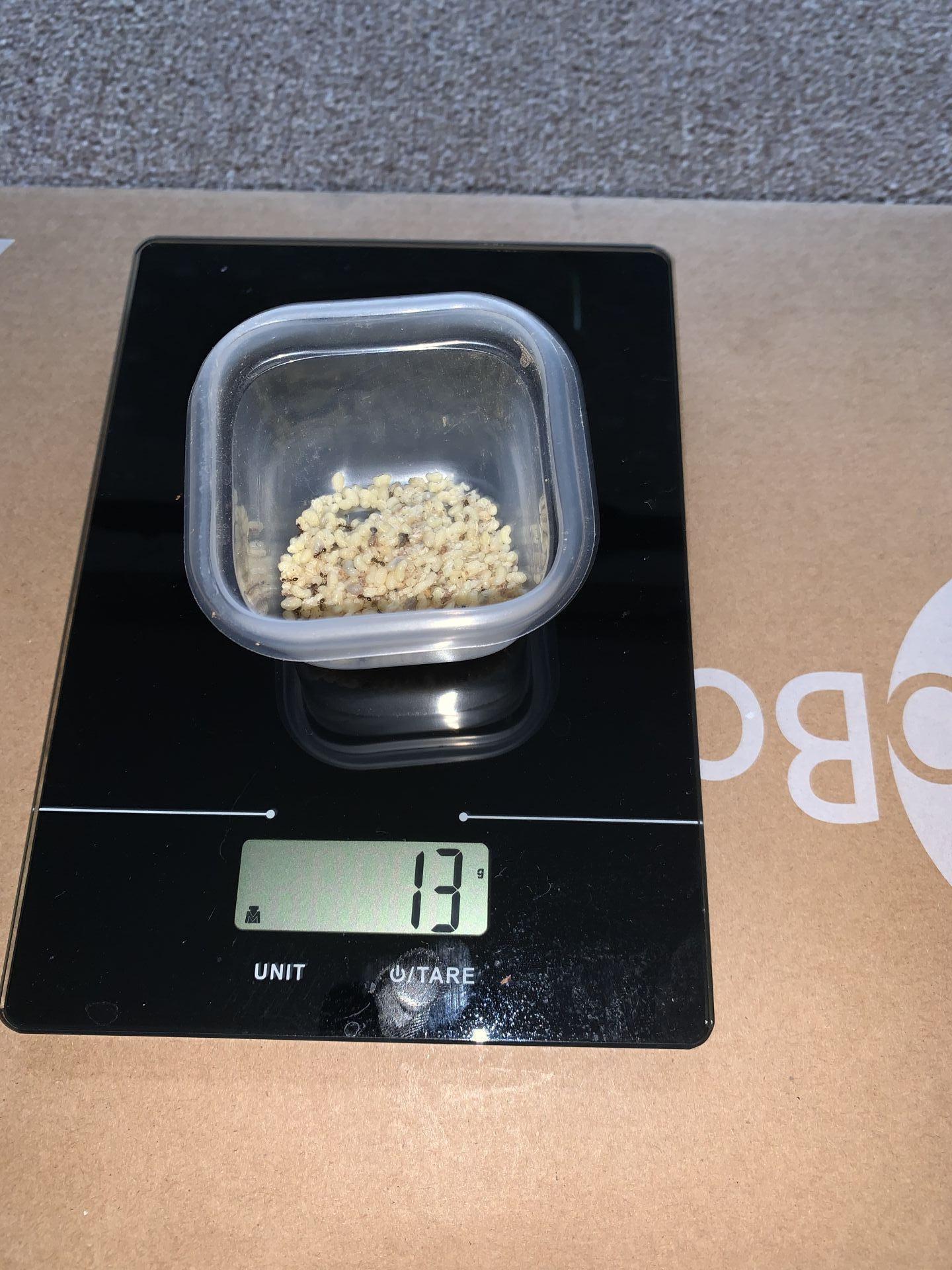 Brood on scale for weighing