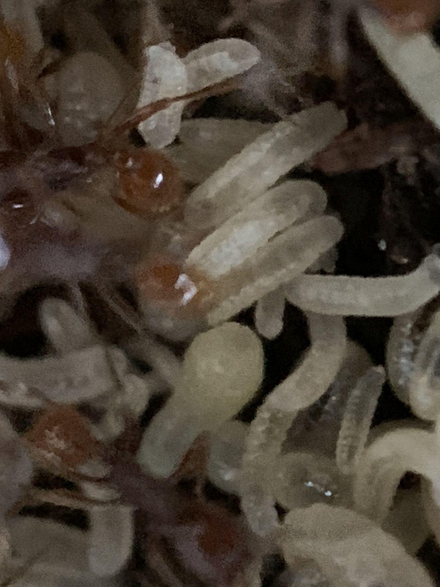 Neivamyrmex opacithorax maturing larvae