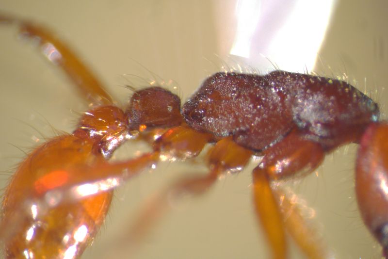 Close UP of Propodeum and Petiole of Major