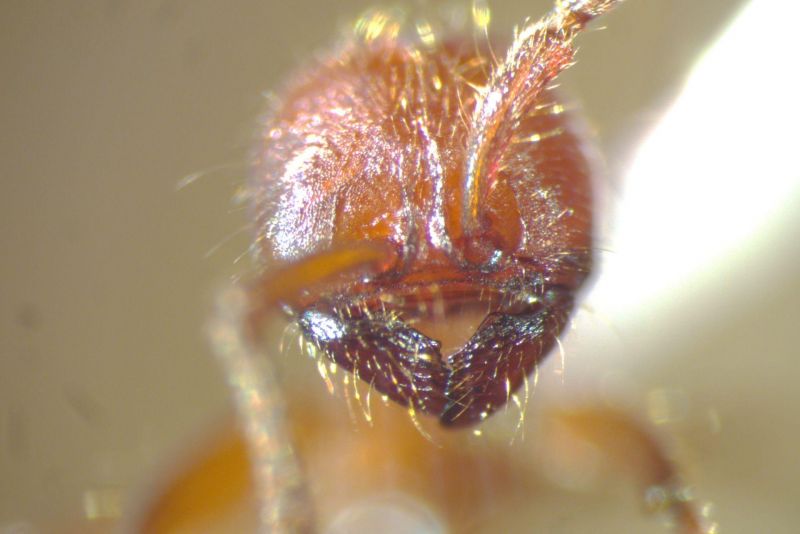 Head of Major showing Mandibles