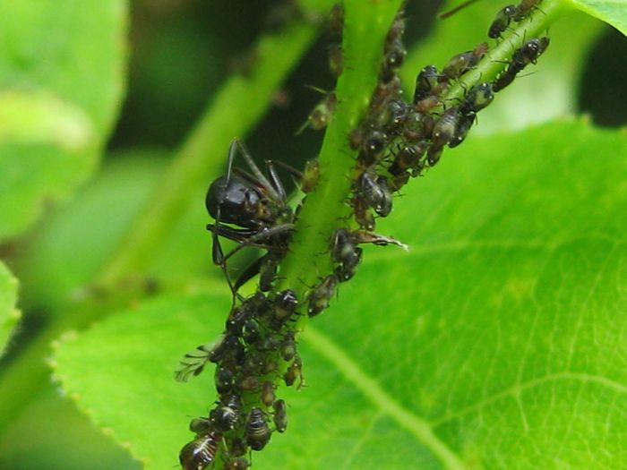 Ant Aphid farm