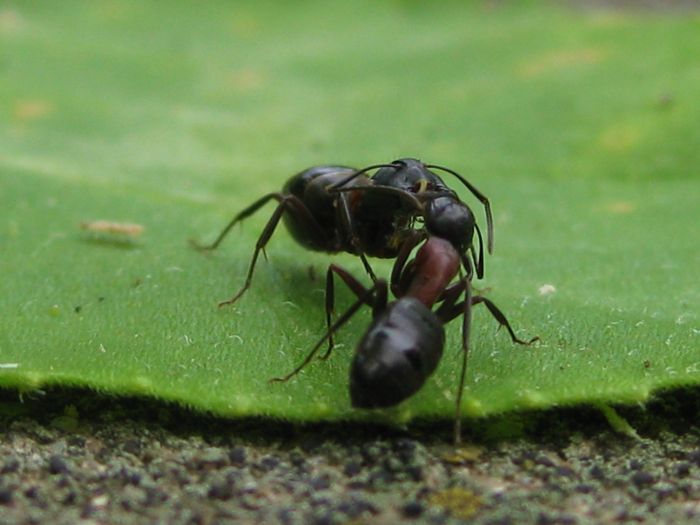 Trophallaxis?