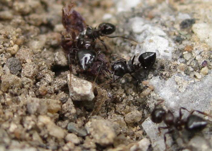 Crematogaster