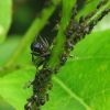 Ant Aphid farm