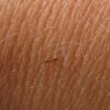 truly tiny ant