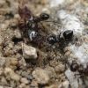 Crematogaster