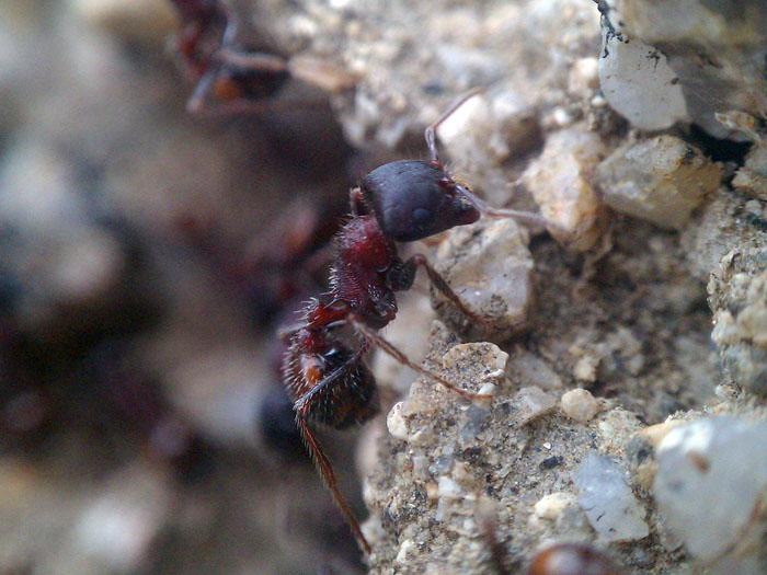 Pogonomyrmex rugosus