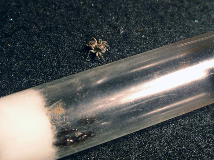 Salticidae eying My Camponotus yogi colony