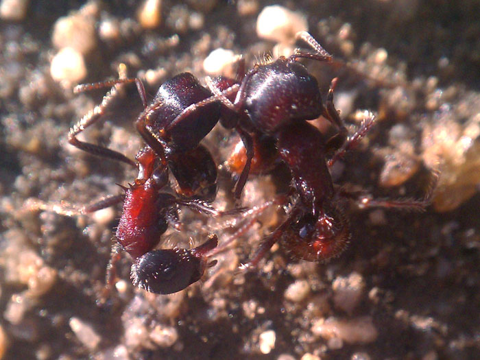 Pogonomyrmex rugosus In A brawl