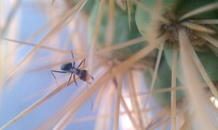 Myrmecocystus Sp. On cactus