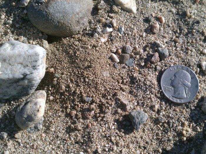 Pogonomyrmex californicus (bicolor) Founding Chamber