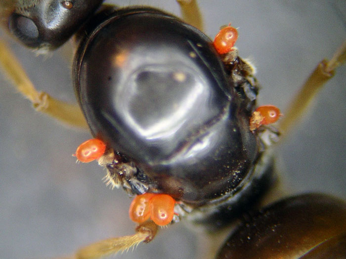 Mites On Myrmecocystus Sp. queen