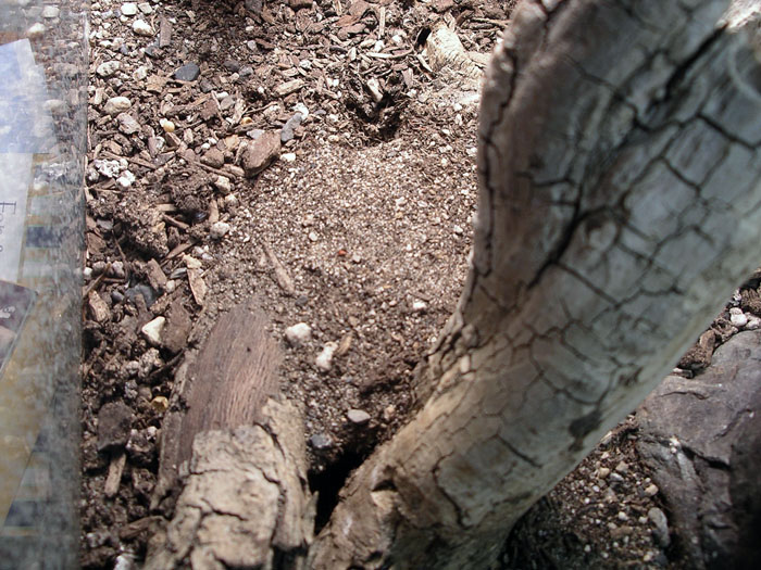 Nest In Tarantula Cage 2