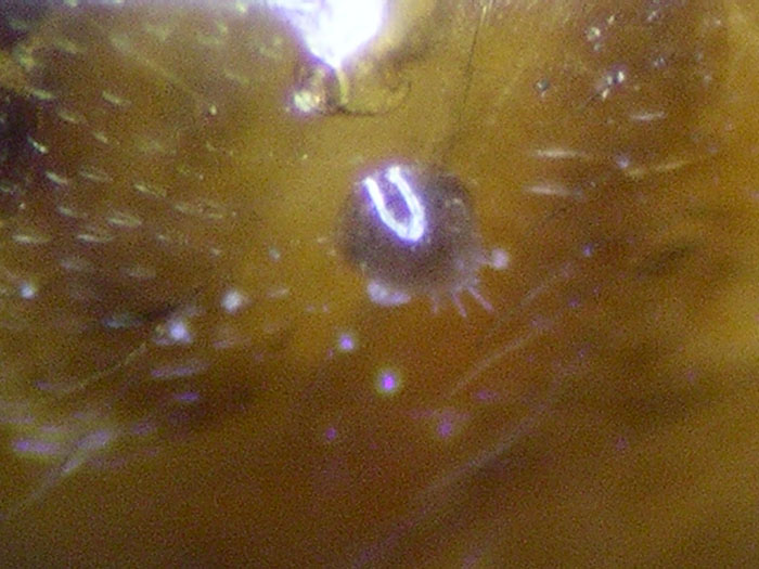 Mite On Gaster Of Ant 3