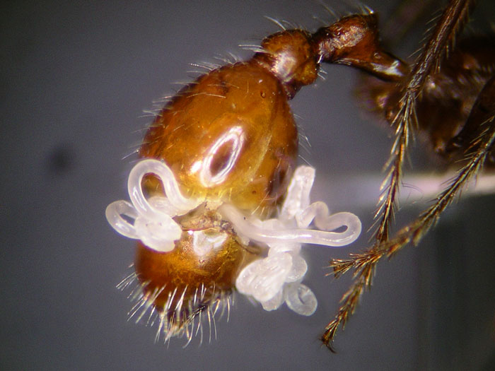 Pogonomyrmex californicus parasitic worm 2