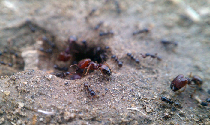 Pheidole xerophila