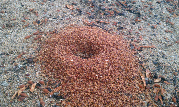Acromyrmex versicolor mound made from dead Ironwood buds