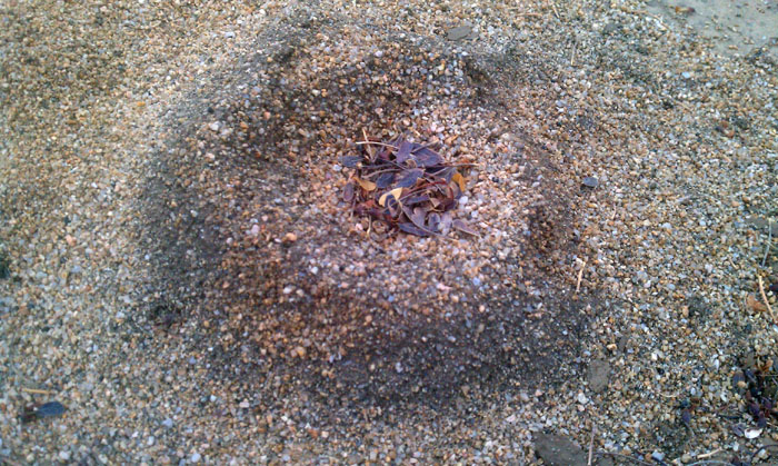 Acromyrmex versicolor nest entrance covered with leaves