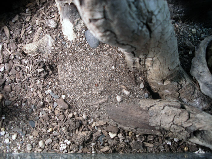 Nest In Tarantula Cage 1