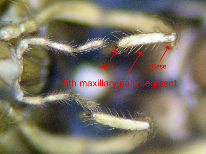 5th Maxillary Palp Segment Of Myrmecocystus