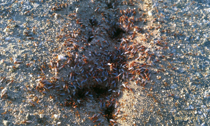 Solenopsis xyloni Swarming 5 26 2014