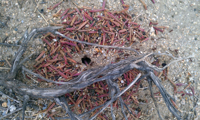 Acromyrmex versicolor nest entrance