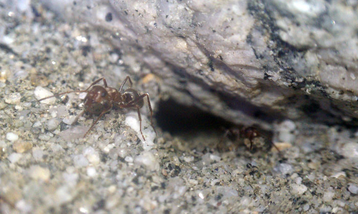 Formica francoeuri   San Bernardino Mountains, California 12 7 2013