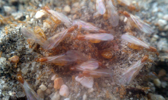 Solenopsis molesta Mating Flight