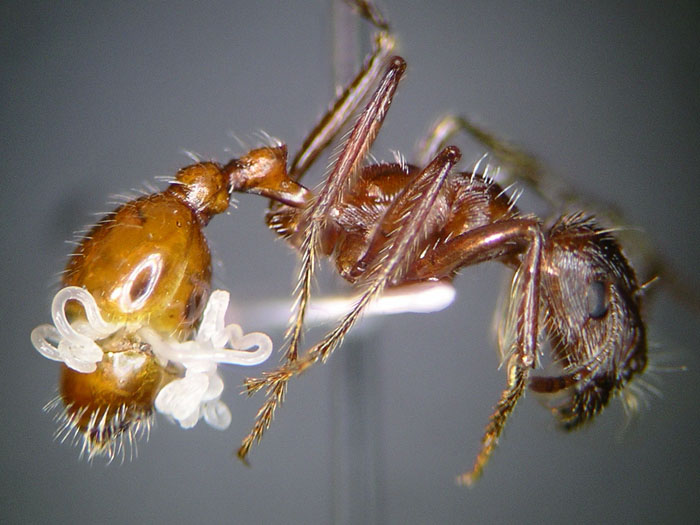 Pogonomyrmex californicus parasitic worm 1