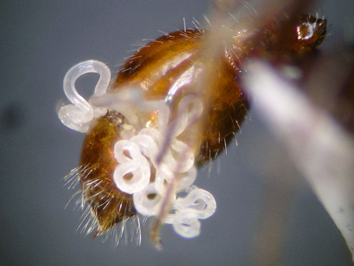 Pogonomyrmex californicus parasitic worm 4