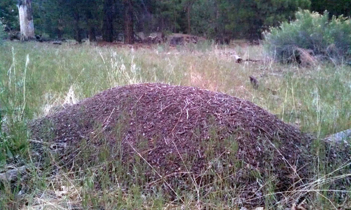 Formica ravida Nest - San Bernardino Mountains 5-15-2014