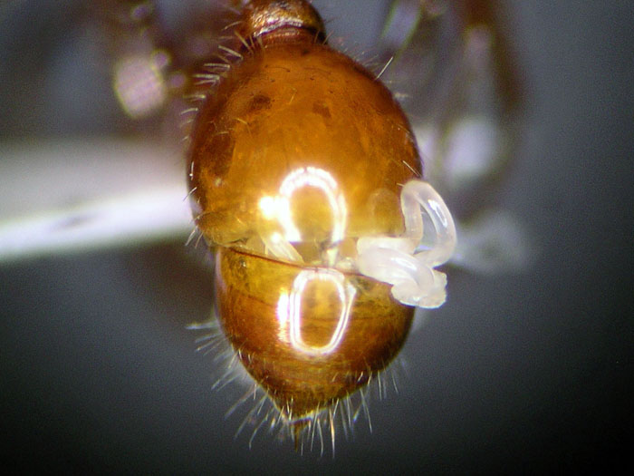 Pogonomyrmex californicus parasitic worm 3