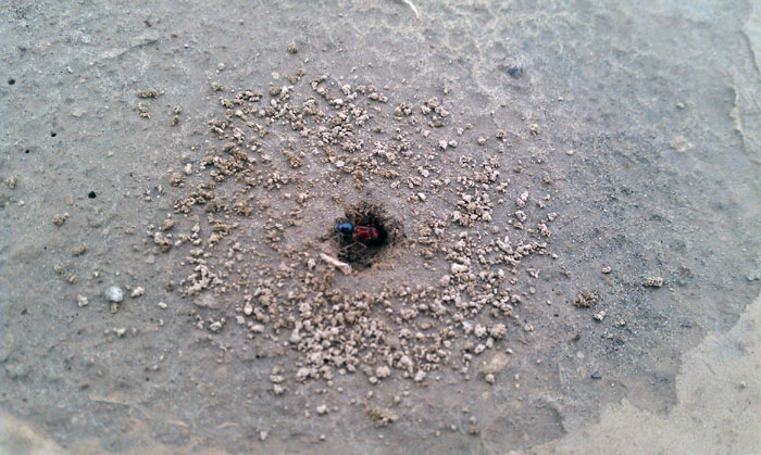 Pogonomyrmex californicus digging A nest