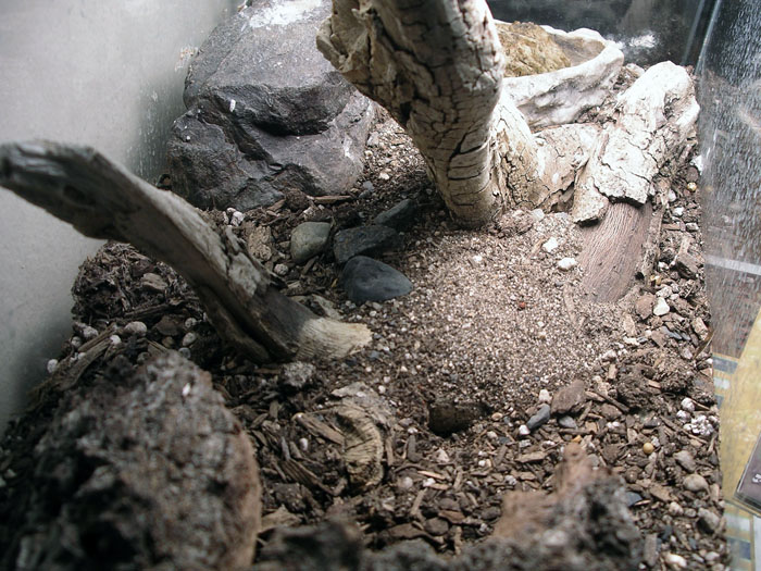 Nest In Tarantula Cage 3