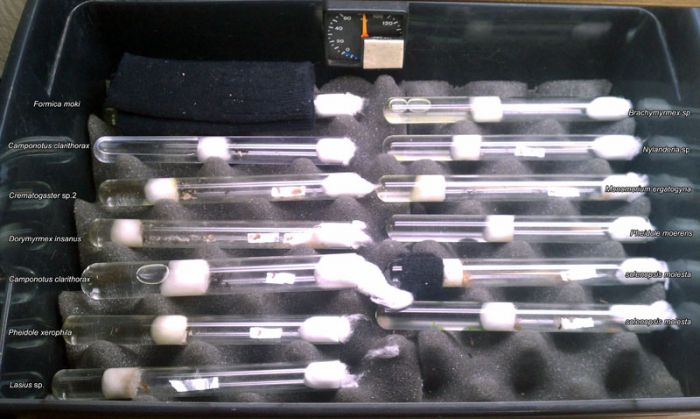 Test tube colonies 1 10 19 2013