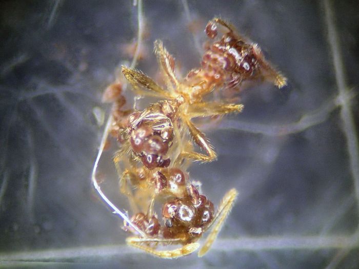 Pheidole megacephala slaughtered By parasitic mites 05