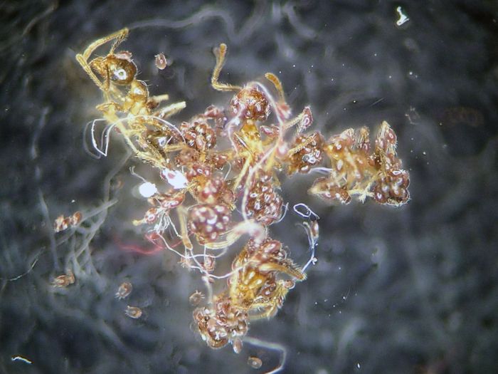 Pheidole megacephala slaughtered By parasitic mites 03