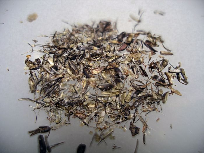 Seed Husks Seed Husks